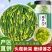 莲子芯100g正品莲子心茶中药材泡水喝非特级天然