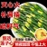 莲子芯100g正品莲子心茶中药材泡水喝非特级天然
