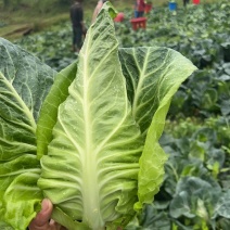 云南昭通精品牛心甘蓝以质量求生存，望各位老板长期合作牛心甘蓝