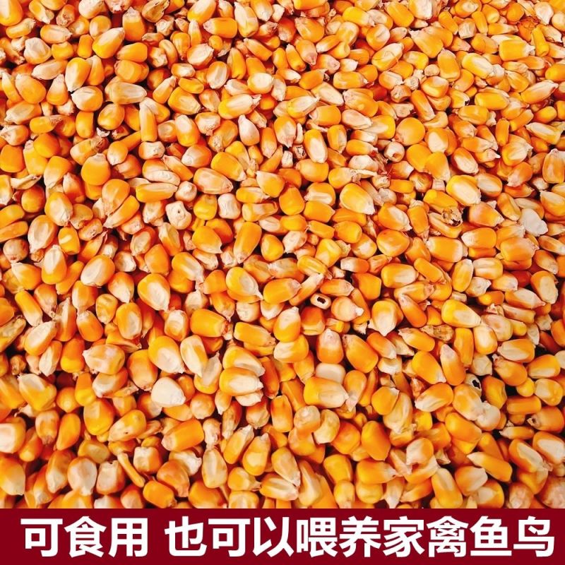 玉米粒全国发货水分12-13容重无霉变无土无沙无坏