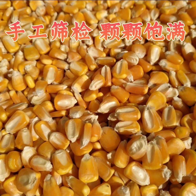 净粮玉米粒全国发货水分12-13上无霉变无土无沙无坏