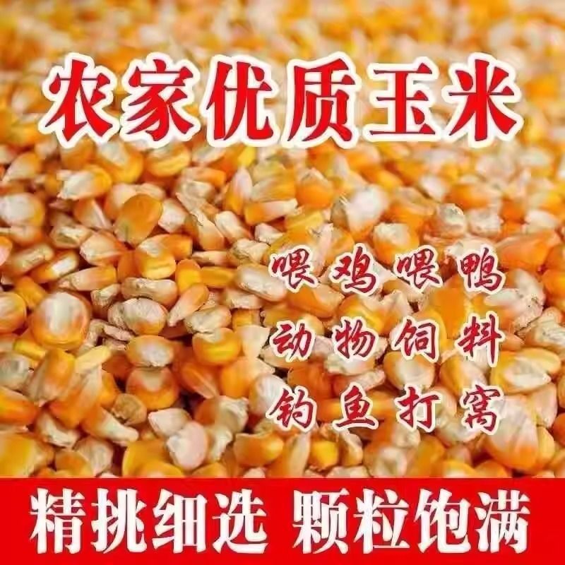 净粮玉米粒全国发货水分12-13上无霉变无土无沙无坏