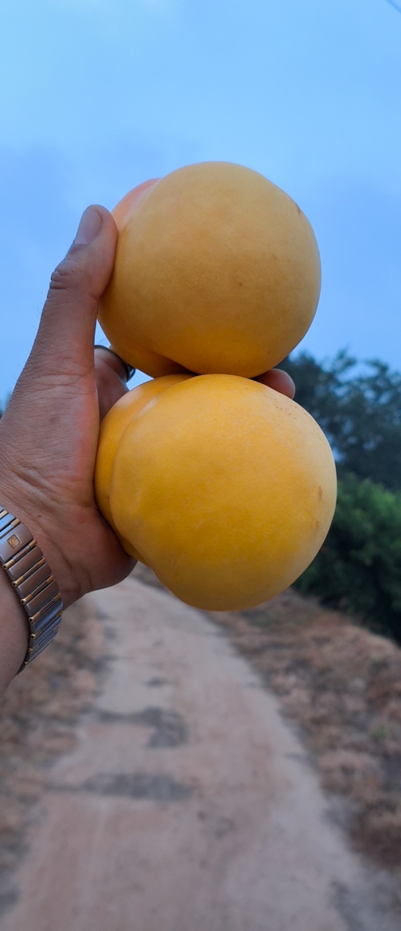 辽宁黄油桃