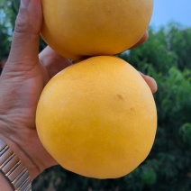 辽宁黄油桃