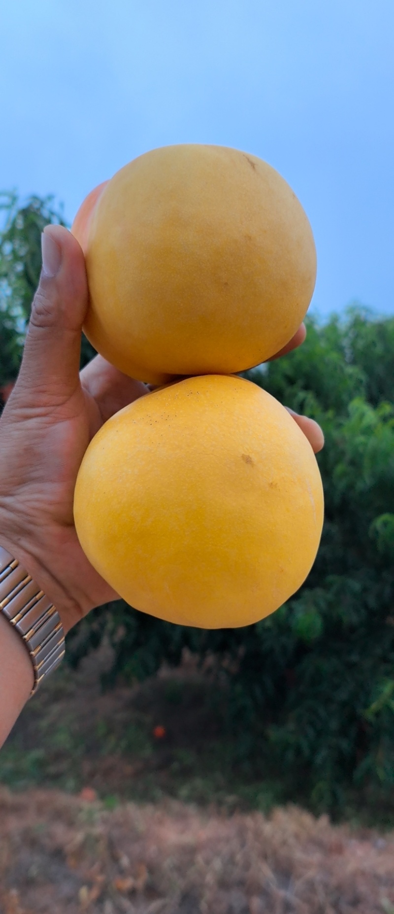 辽宁黄油桃