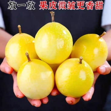 广东湛江百香果黄金百香果钦蜜9号黄金百香果