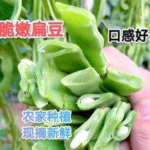 山东扁芸豆，一手货源，品质保证，量大从优，可对接各大批发