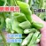 精品刀豆大量供应，全国发货，量大从优，欢迎来电