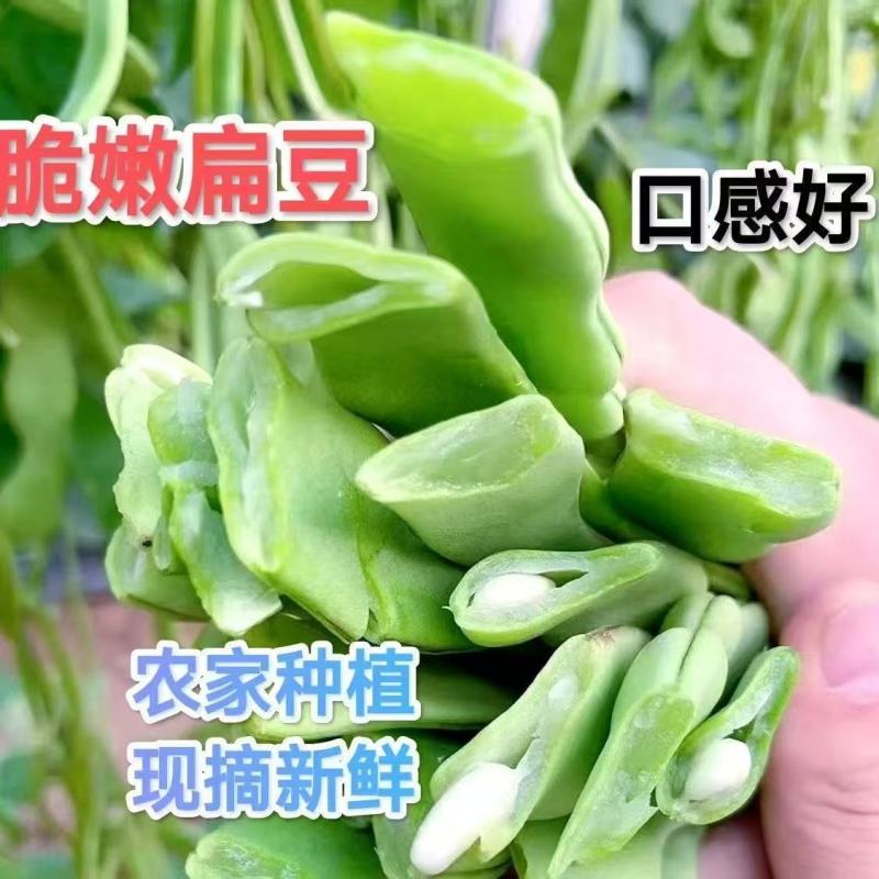 精品刀豆大量供应，全国发货，量大从优，欢迎来电