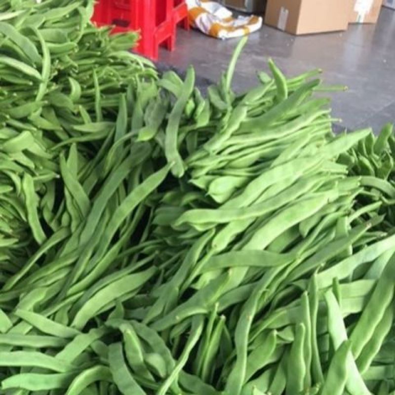 精品刀豆大量供应，全国发货，量大从优，欢迎来电