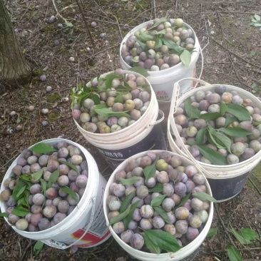 小红脆