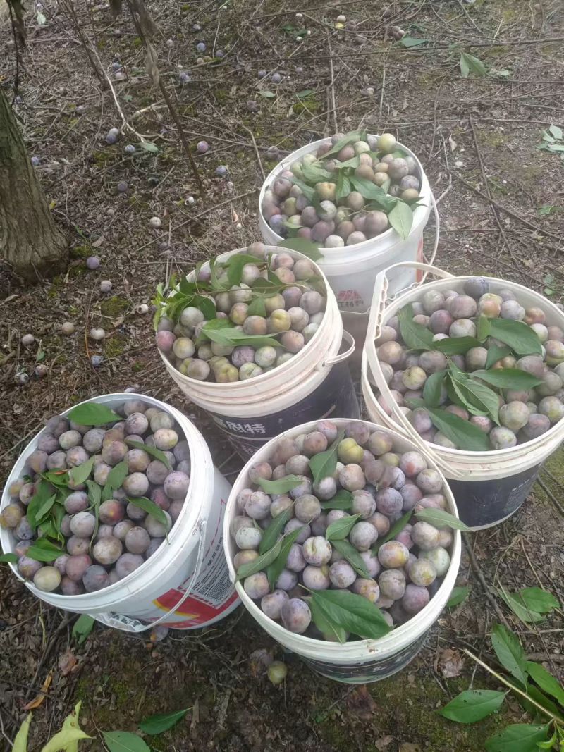 小红脆