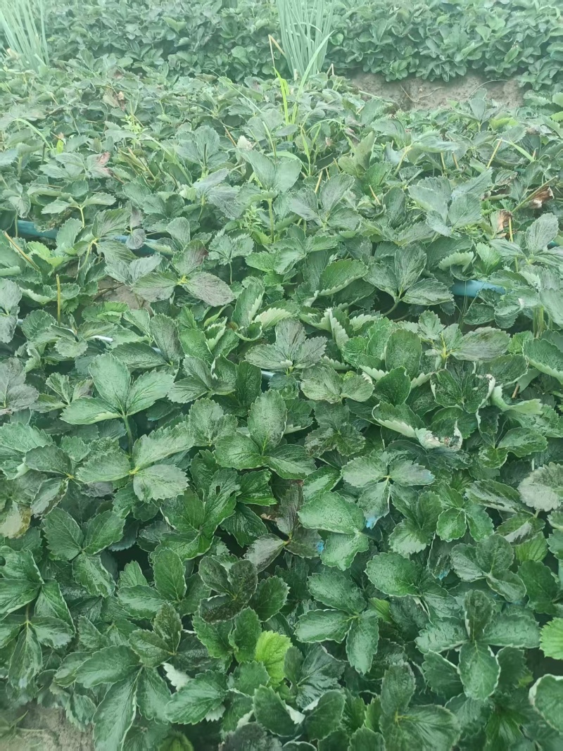 大叶红颜草莓苗