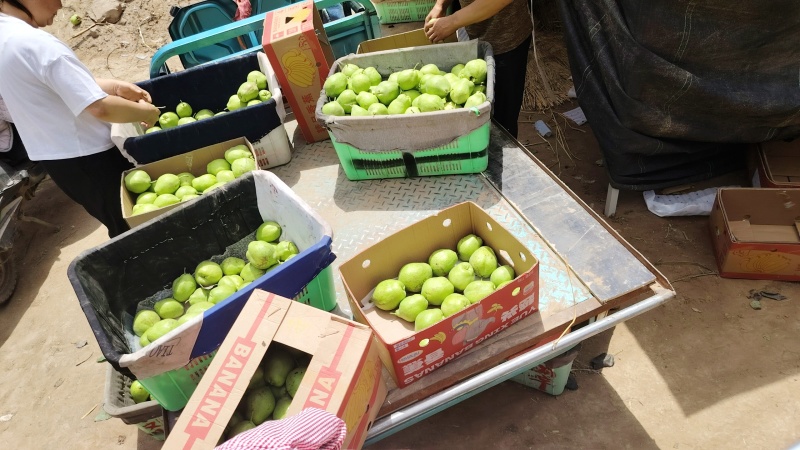 景泰早酥梨