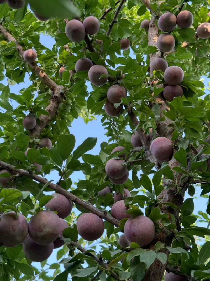 新疆恐龙蛋3斤装大量上市大小规格都有
