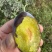 新疆西梅电商一件代发，一斤1.8元