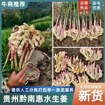贵州惠水优质子姜，产地直发品质保证货源充足