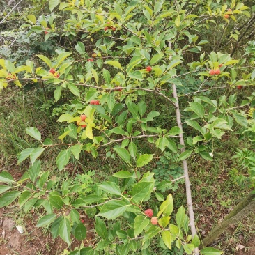 纯野生柘树果干果/鲜果