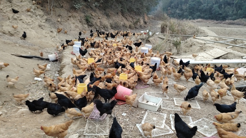 农家散养土鸡活鸡粮食喂养走地鸡现杀现发整只装