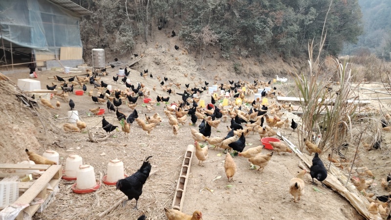 农家散养土鸡活鸡粮食喂养走地鸡现杀现发整只装