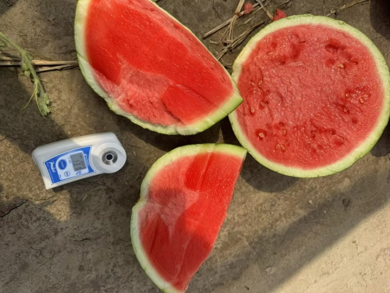 【实力】精品美都西瓜大量供应甜度高水分足大量供