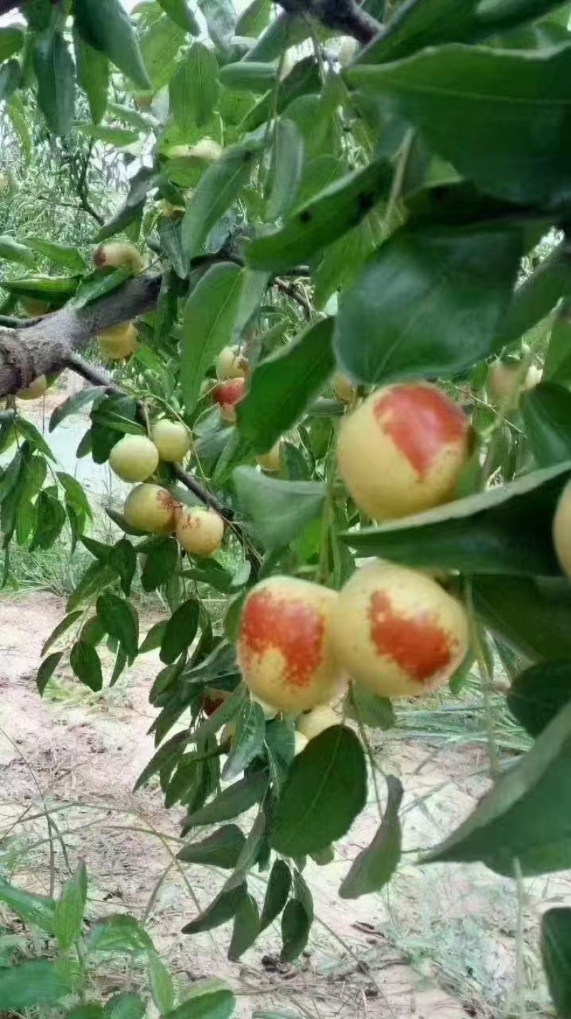 陕西大荔冬枣基地，现摘现发，口感脆甜，欢迎来电联系