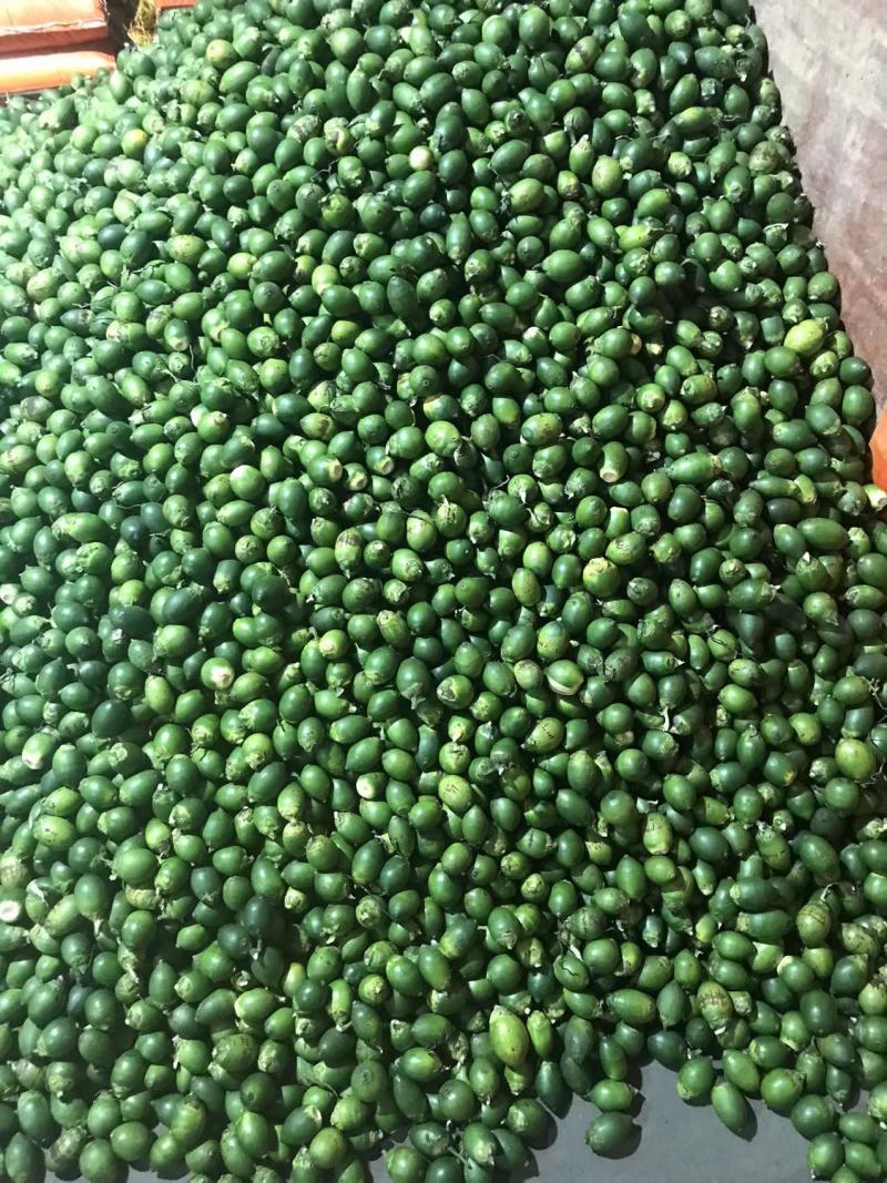 鲜槟榔，海南鲜槟榔，大量出货