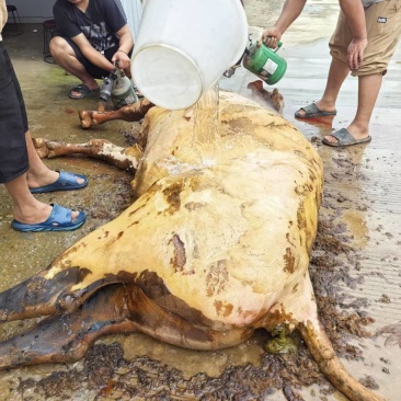 正宗云南新鲜土黄牛肉