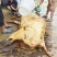正宗云南新鲜土黄牛肉
