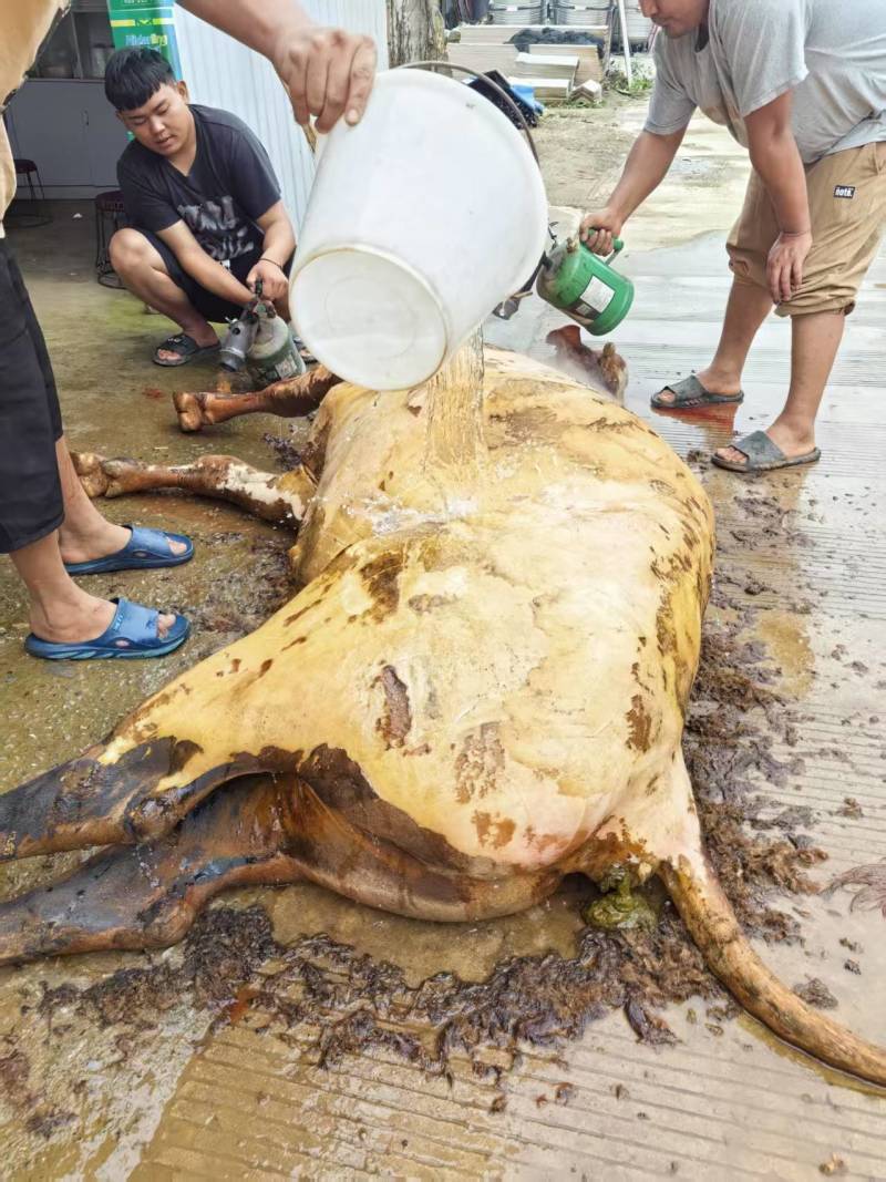正宗云南新鲜土黄牛肉