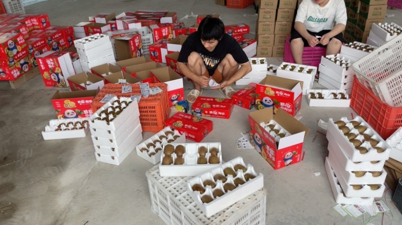 精品黄心猕猴桃，品质放心，源头代发：社区团购，超市，一件代发