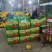 久红瑞黄皮甜瓜五岳独尊甜瓜个头大颜色好种植产地包棚定货