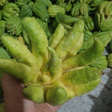 佛手鲜果
