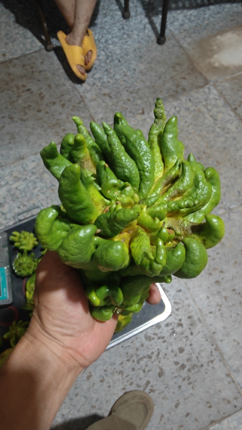 佛手鲜果