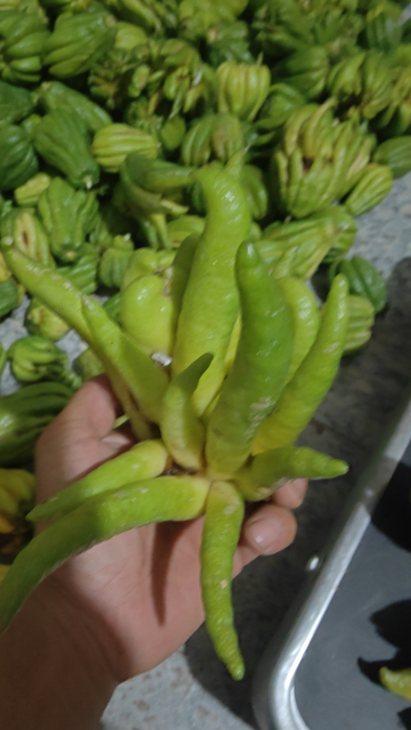 佛手鲜果