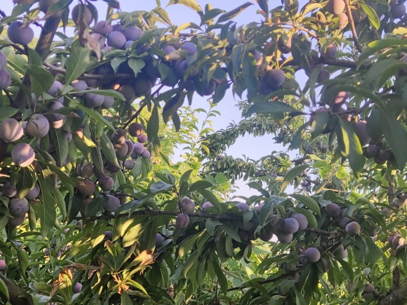 汶川脆红李