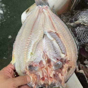 三去开边海罗非鱼食用罗非鱼