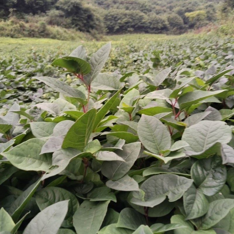 虎杖苗