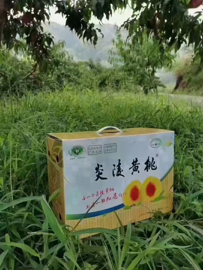 炎陵锦绣黄桃产地一手货源现摘现发保质保量支持一件代发