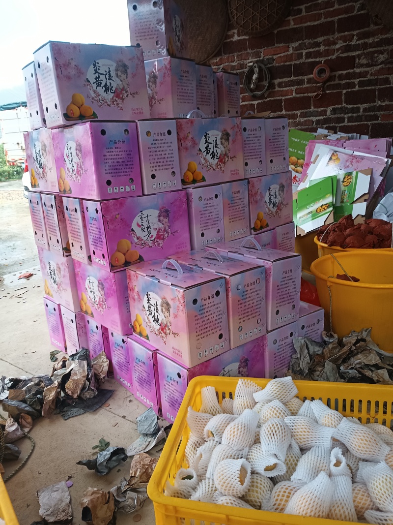 炎陵锦绣黄桃产地一手货源现摘现发保质保量支持一件代发