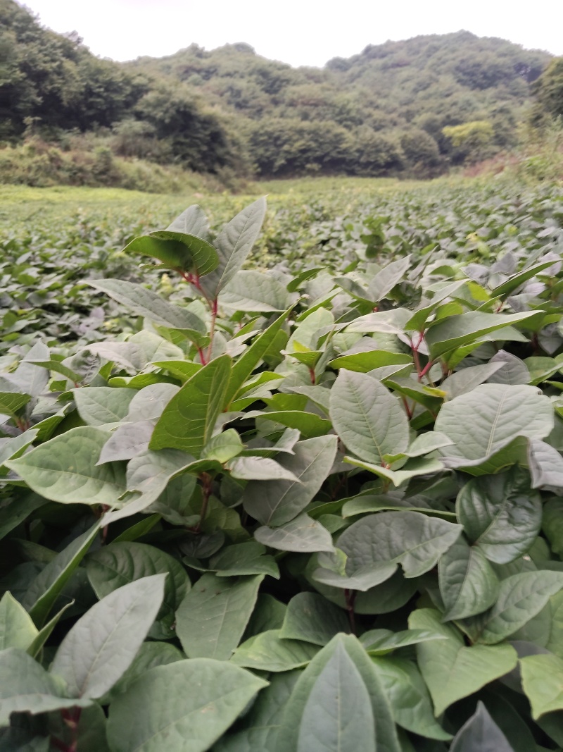 虎杖苗