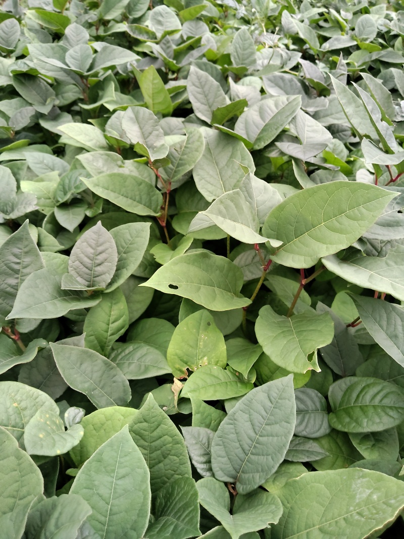虎杖苗