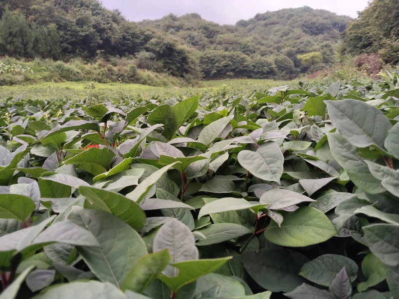 虎杖苗