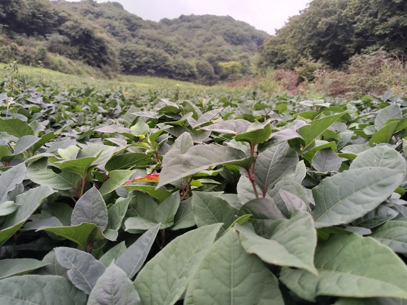 虎杖苗