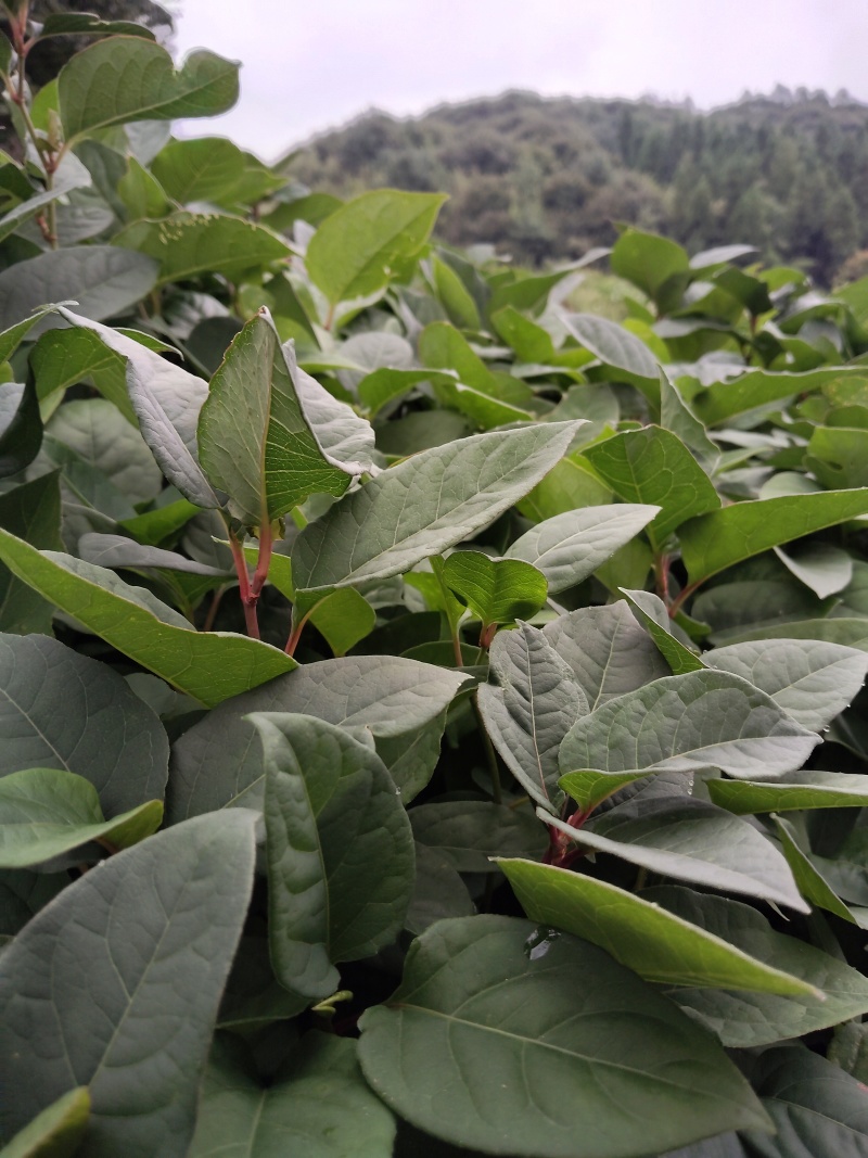 虎杖苗