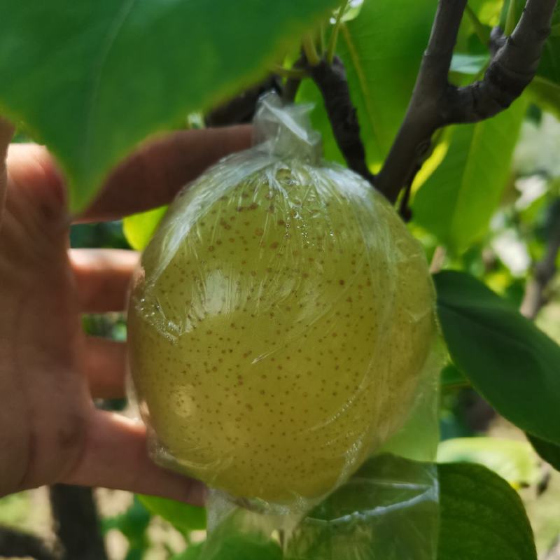 山东阳信的皇冠梨上市了