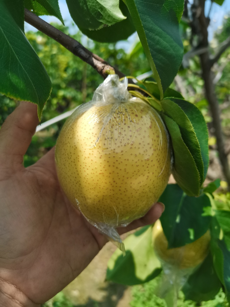 山东阳信的皇冠梨上市了