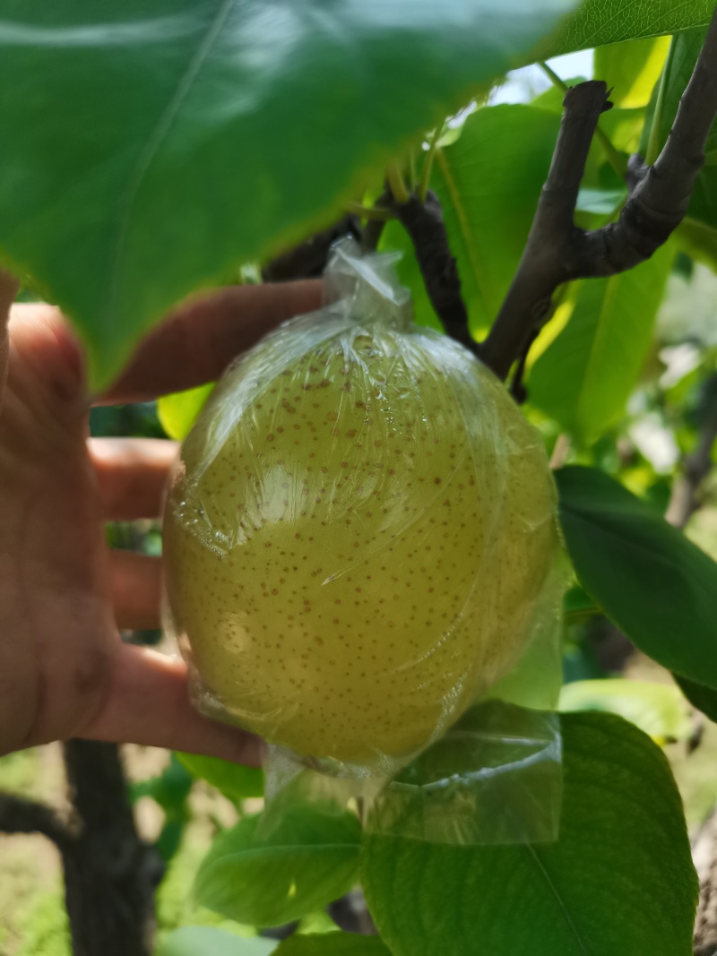 山东阳信的皇冠梨上市了