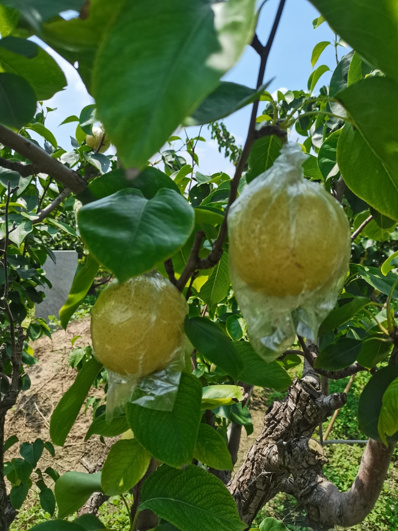 山东阳信的皇冠梨上市了