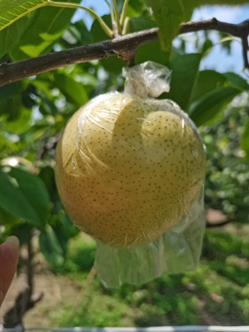 山东阳信的皇冠梨上市了